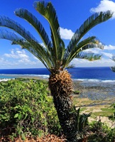 Okinawa Island Japan 56